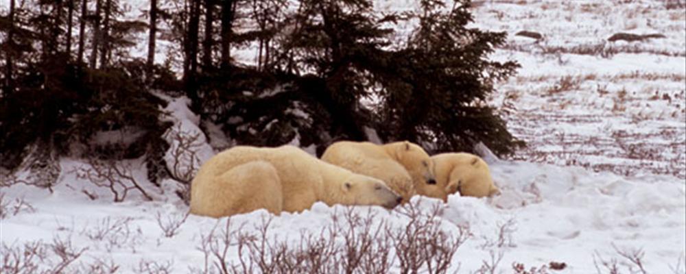 polar bear safari by train, canada